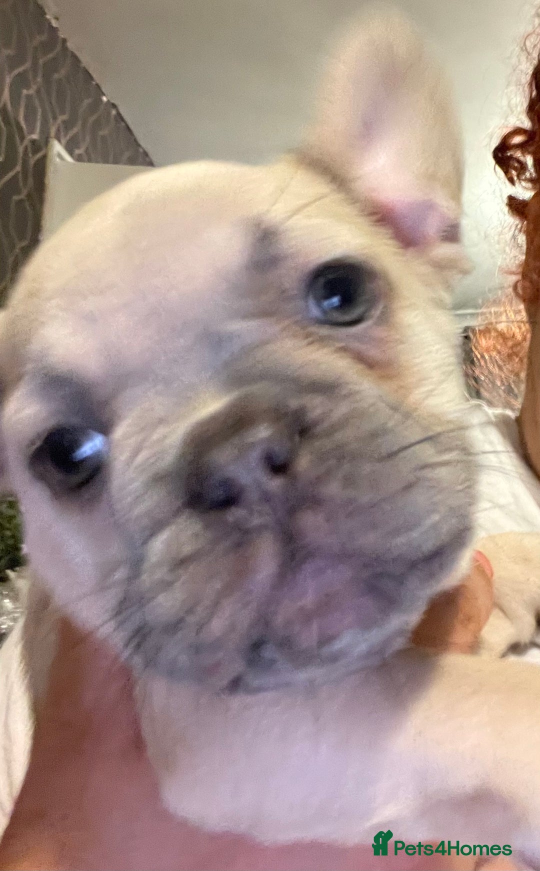 French Bulldog dogs for sale: Pedigree  French bulldogs ready to leave  - Image 28