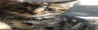 Domestic Shorthair 3