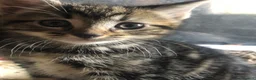 Domestic Shorthair cats for sale: Loving gorgeous kittens ready for new ho e - Advert 5