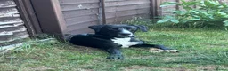 Mixed Breed dogs for sale: Louie in Kettering - Advert 3