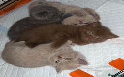 British Shorthair cats for sale: British shorthair kittens  - Image 6