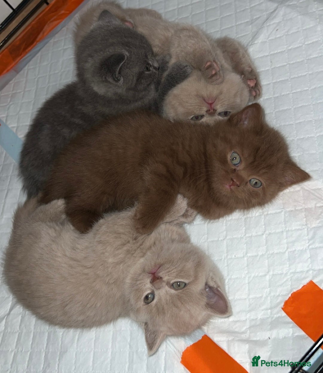 British Shorthair cats for sale: British shorthair kittens  - Image 6