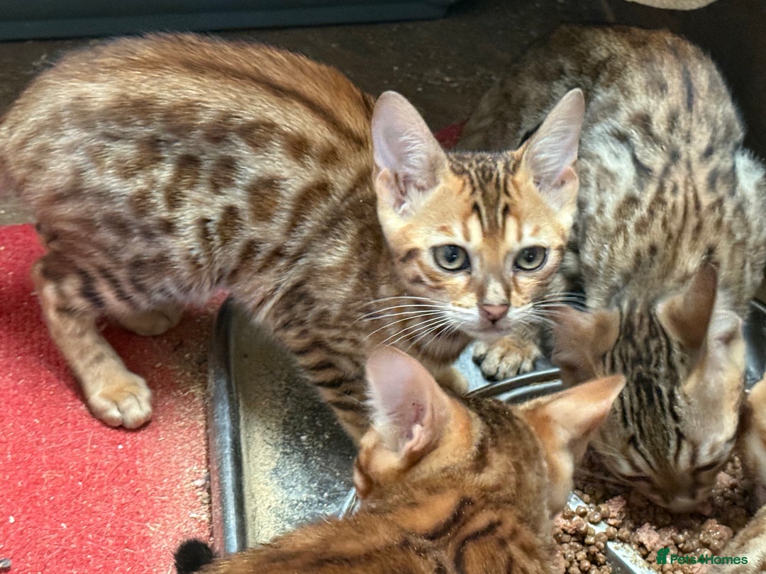 Bengal cats for sale: Bengal kittens stunning litter ready now boys girl - Image 6