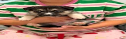 Shepsky dogs for sale: 7 beautiful shepskys - Advert 6