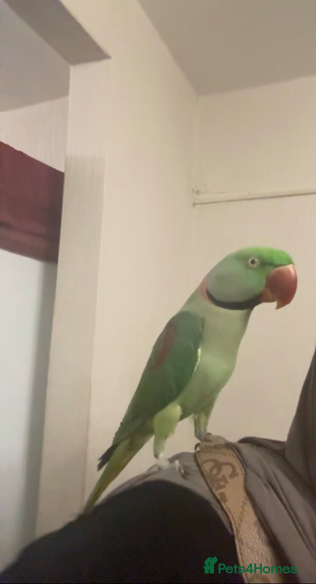 Parrots birds Alexandrine Ringneck Parrot - Advert 1