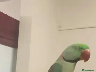 Parrots birds Alexandrine Ringneck Parrot - Advert 1