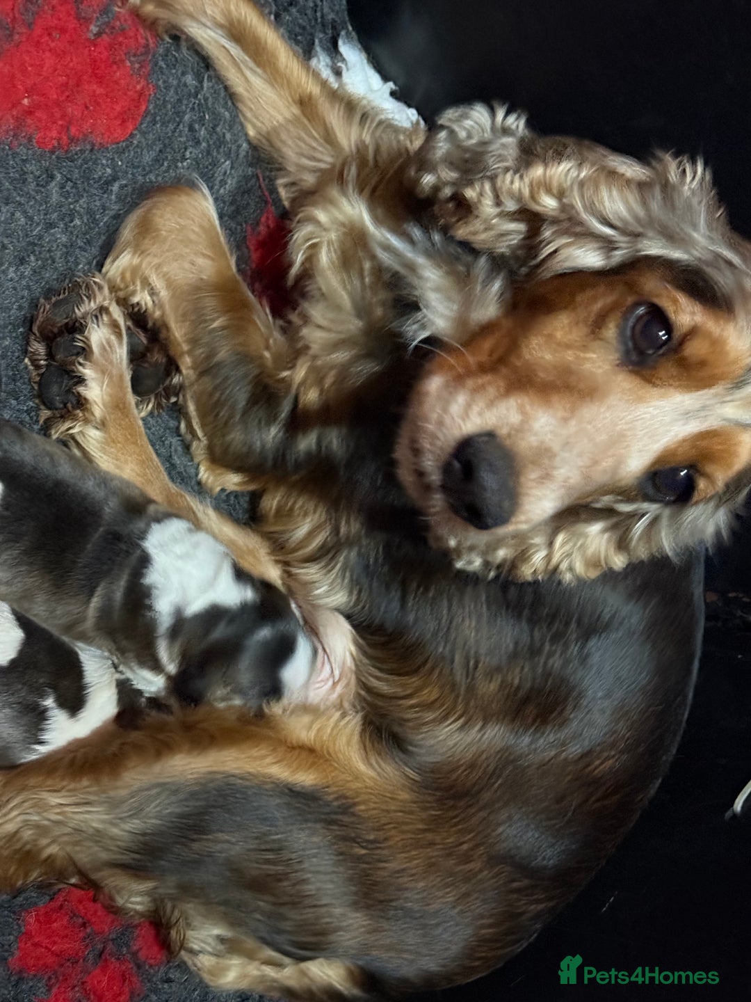 Cocker Spaniel dogs for sale: KC Show Cocker Spaniels , health tested parents  - Advert 3