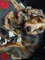 Cocker Spaniel dogs KC Show Cocker Spaniels , health tested parents - Advert 10