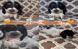 Cocker Spaniel dogs for sale: Cocker spaniel puppy’s - Image 6