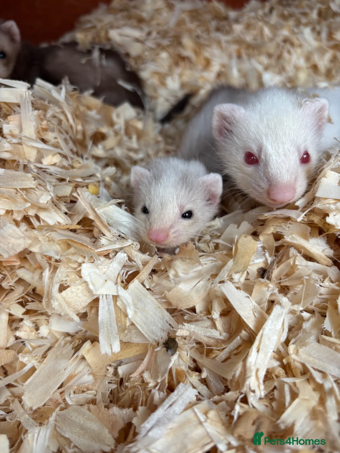 Ferret rodents for sale: Albino micro jill for sale  - Advert 4