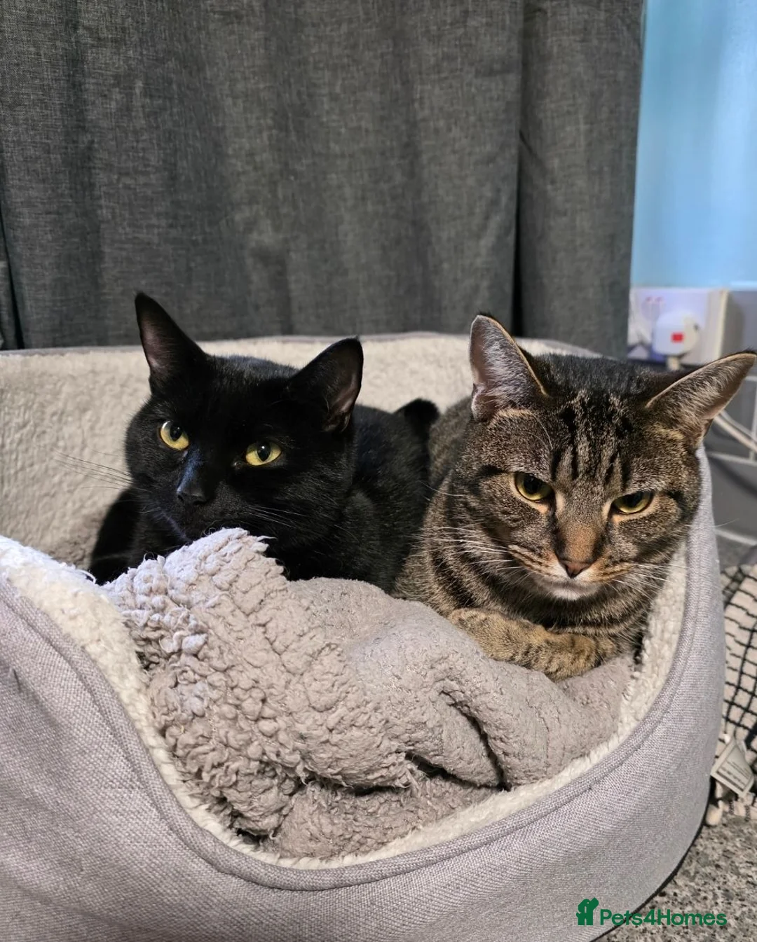 British Shorthair cats for sale: House cats in Norwich - Advert 1