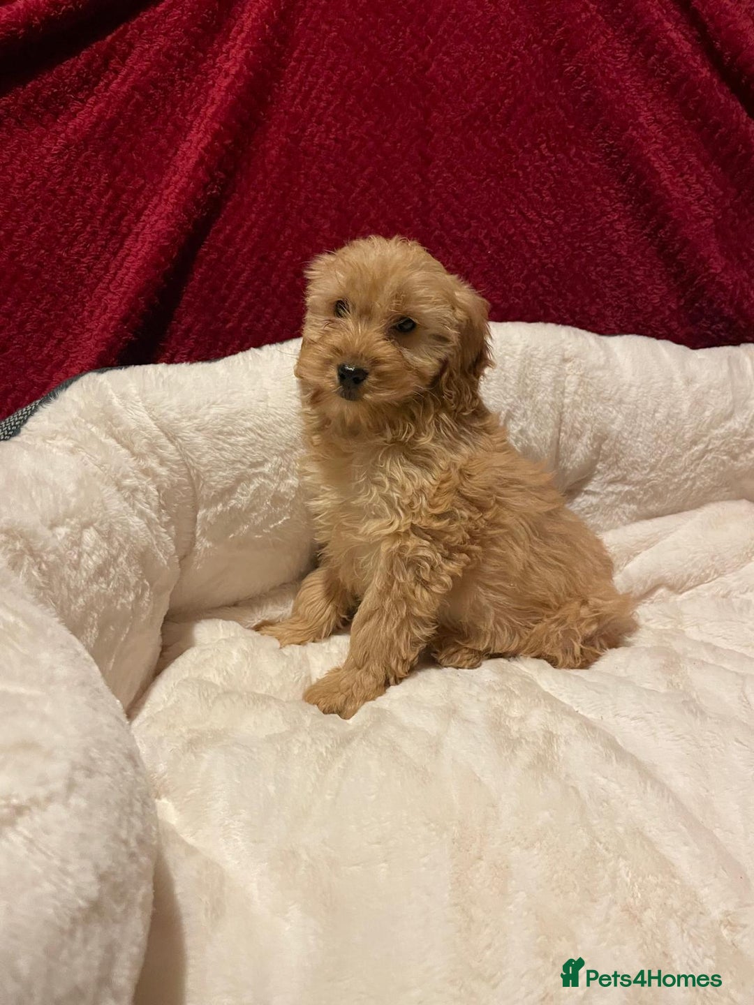 Cavapoo dogs for sale: Cavapoo puppies  - Advert 4