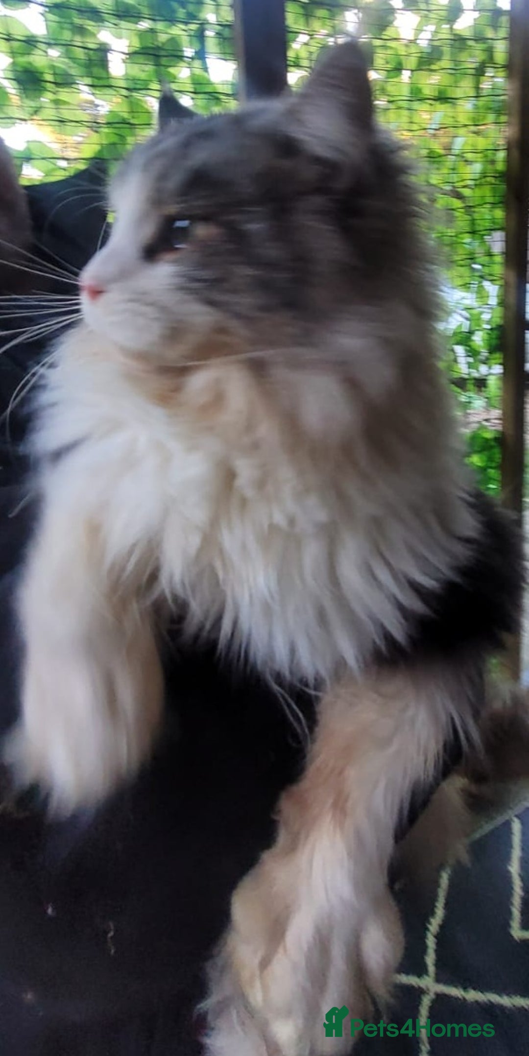 Maine Coon cats for sale: Absolutely huge boy GCCF active reg for sale - Advert 2