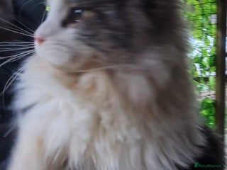 Maine Coon cats Absolutely huge boy GCCF for sale - Advert 3