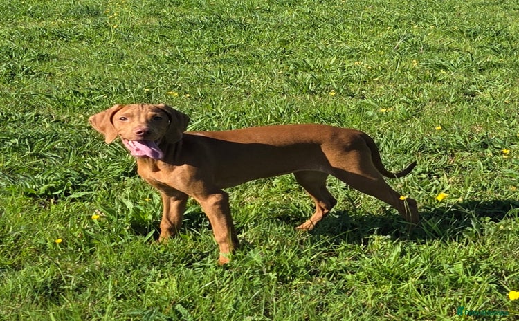 Hungarian Vizsla dogs - Advert 3