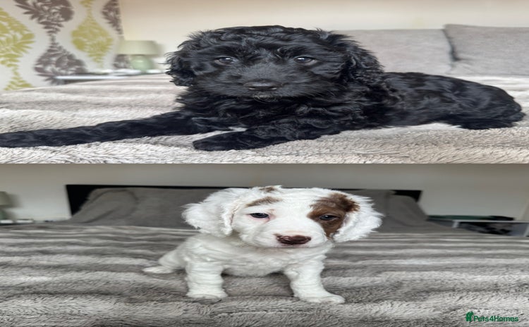 Cockapoo dogs - Advert 3