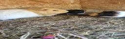 Guinea Pig rodents for sale: 2x female guineapigs 8 weeks old  - Advert 2