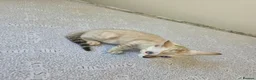 Bengal cats for sale: Snow bengal tica active - Advert 38
