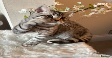 British Shorthair cats - Advert 3