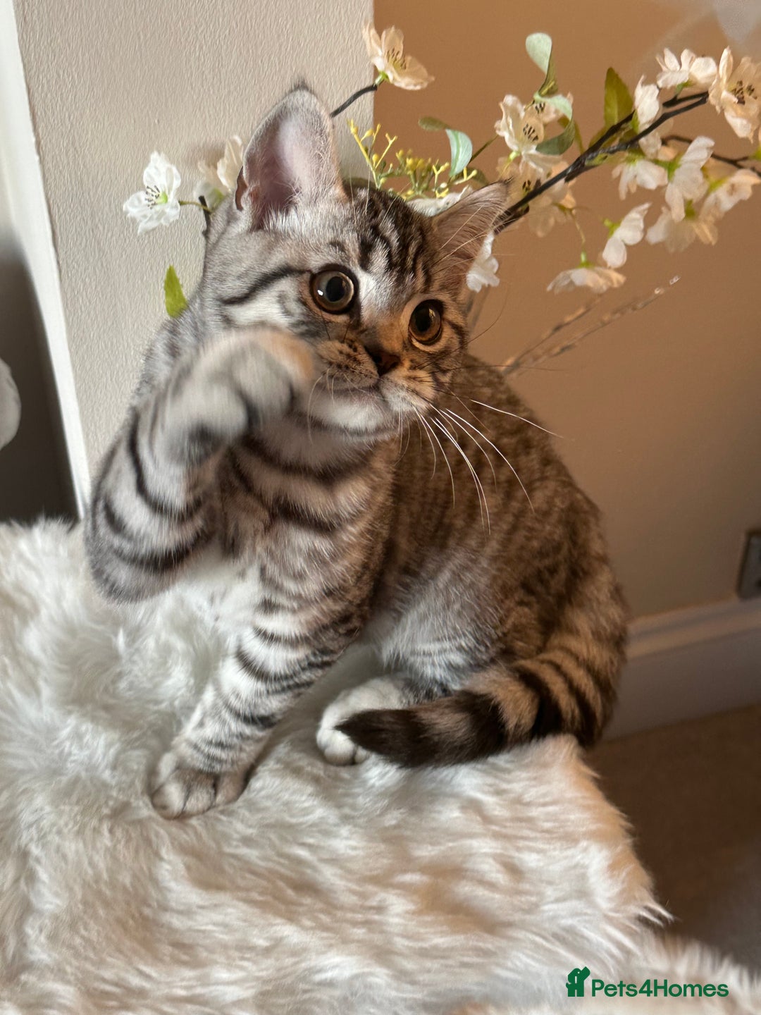 British Shorthair cats for sale: SILVER TABBIES - Registered & Full Pedigree - Image 2