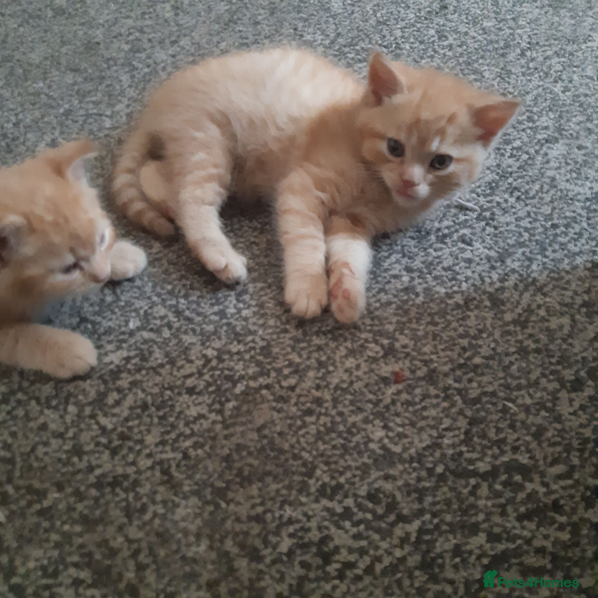 Persian cats Male Persian/bengal kittens - Advert 17