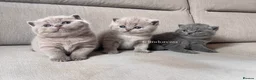 British Shorthair cats for sale: ✨ Top quality Lilac British shorthair ✨ - Advert 3