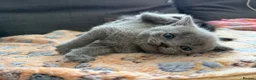 British Shorthair cats for sale: Pedigree British Shorthair Kittens – Ready May - Advert 26