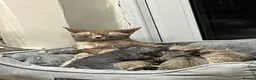 Devon Rex cats for sale: Devon Rex kitten-super social playful and loving  - Advert 6