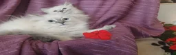 Siberian cats for sale: Pure Siberian Kittens - Advert 5