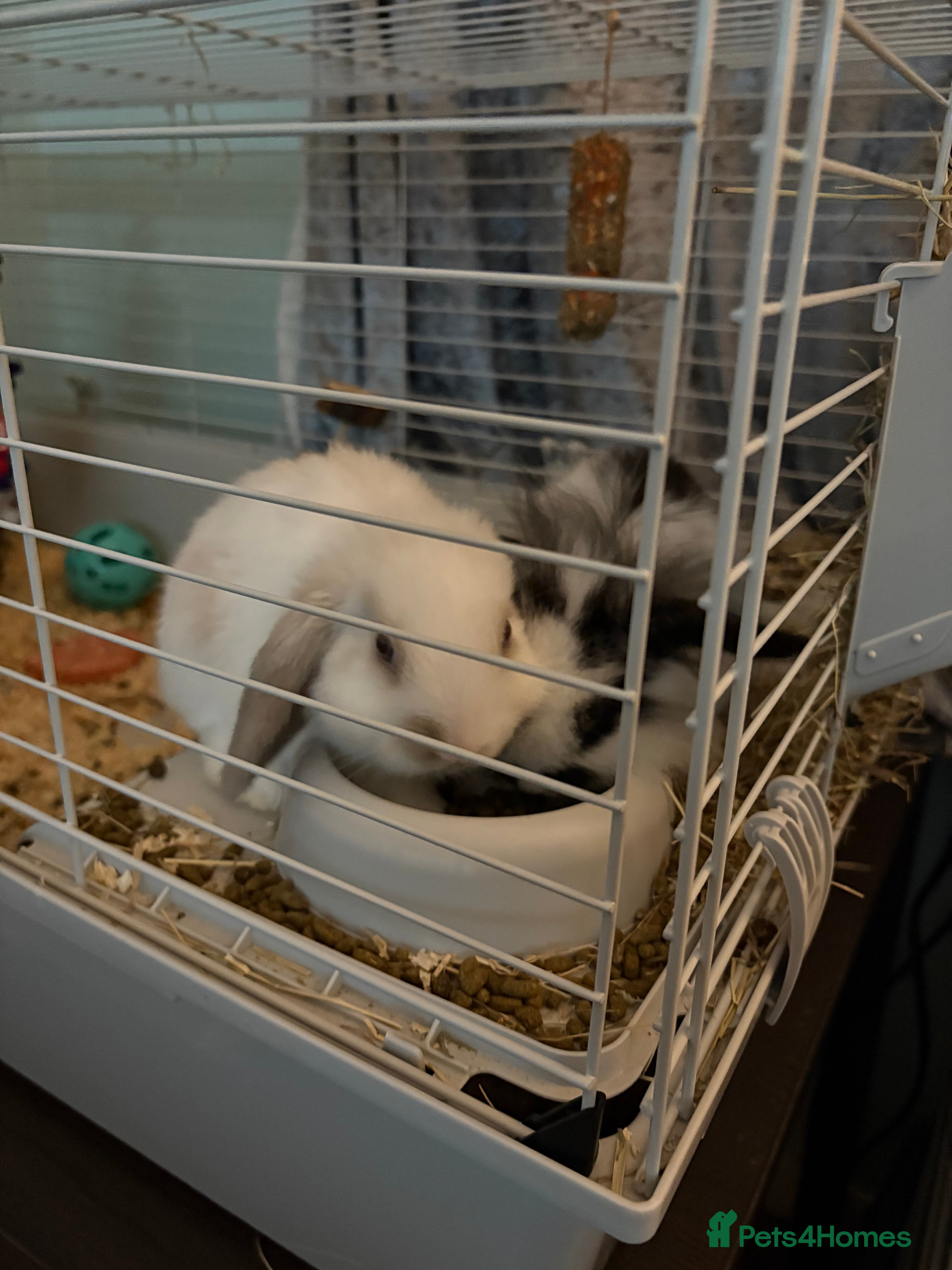 Mini Lion Lop rabbits Mini lop female lion head male rabbit - Advert 6