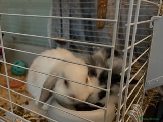 Mini Lion Lop rabbits Mini lop female lion head male rabbit - Advert 1