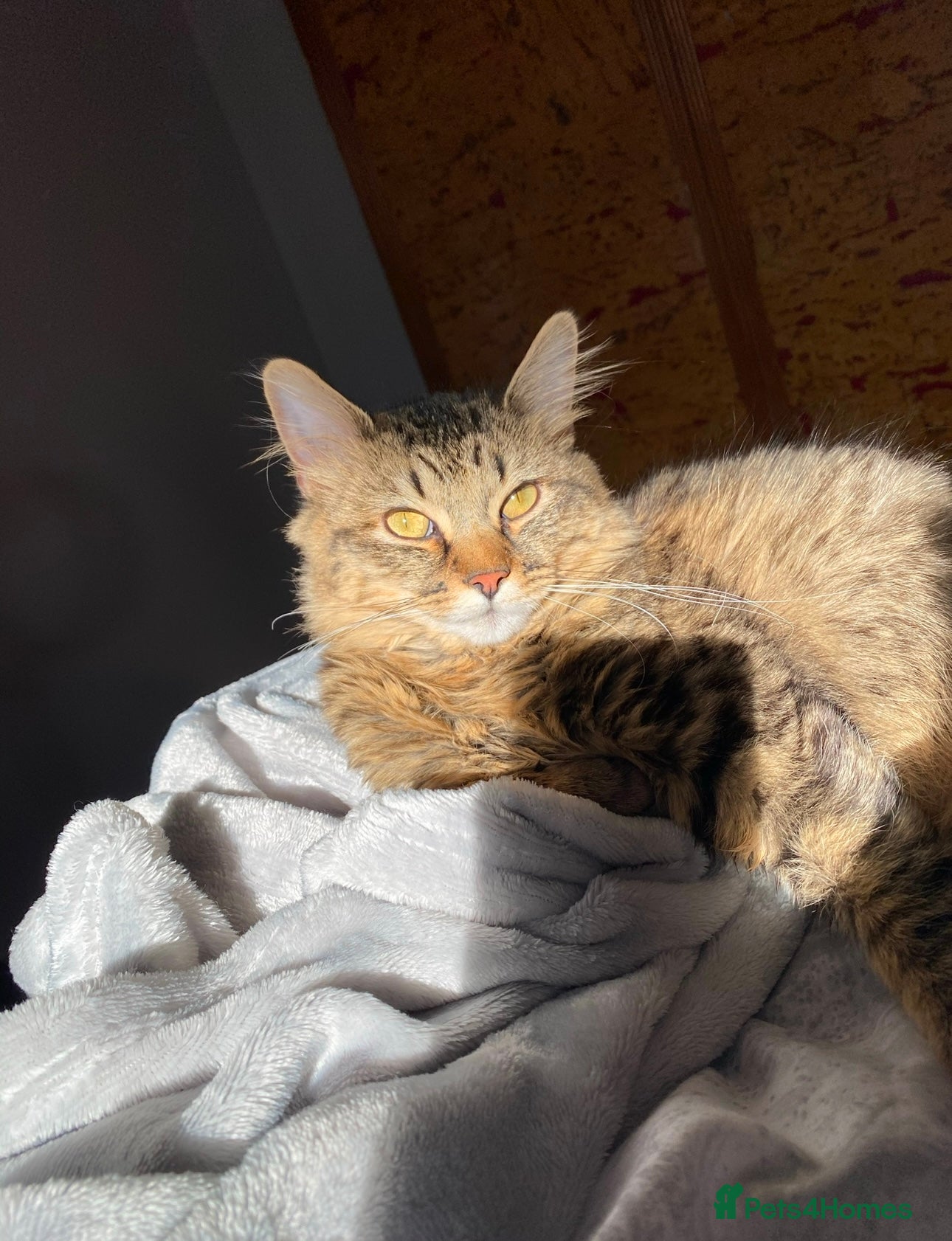 Mixed Breed cats for sale: Beautiful Longhaired Tabby Cat Looking for a Home - Advert 1
