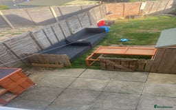 English rabbits for sale: Bunnies with full set up - Image 4