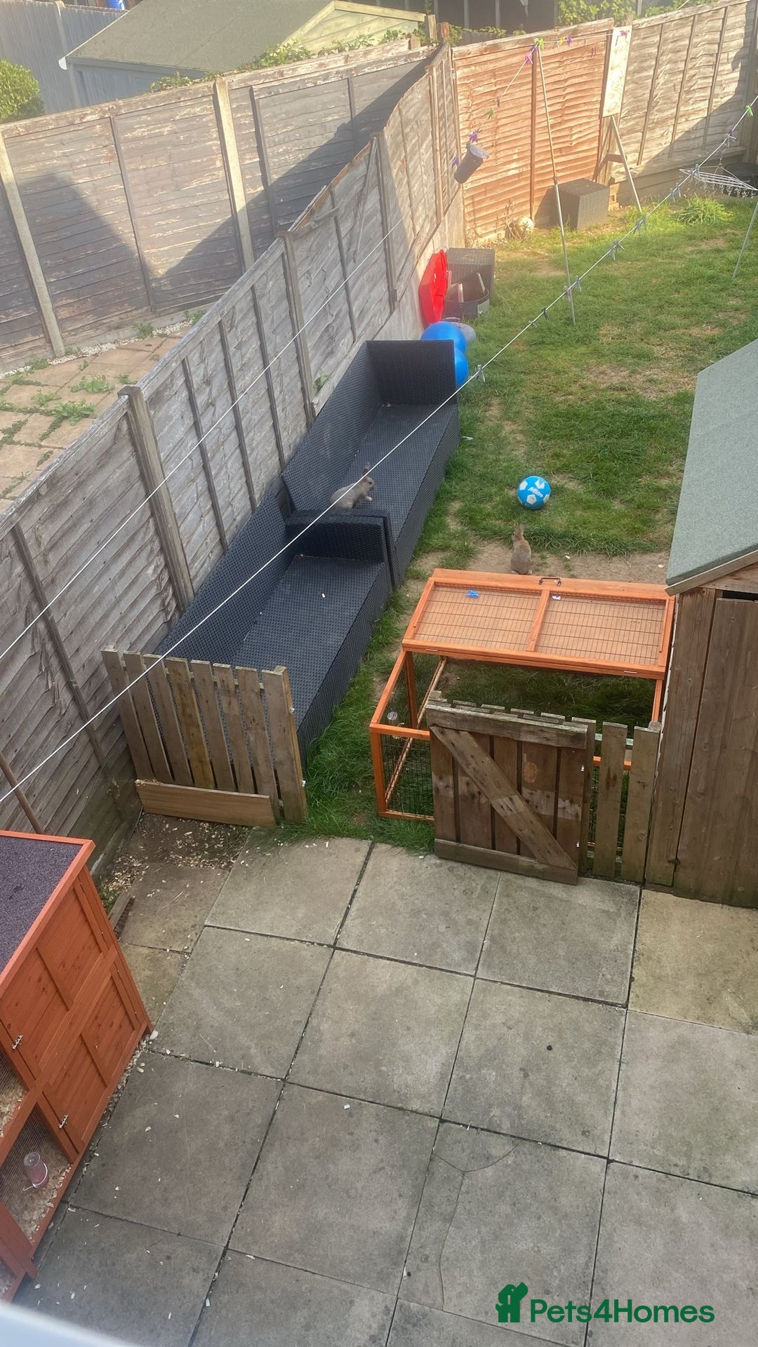 English rabbits for sale: Bunnies with full set up - Image 4