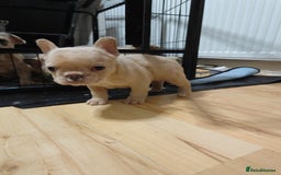 French Bulldog dogs for sale: Unique and Beautiful French bulldogs puppies  - Image 33