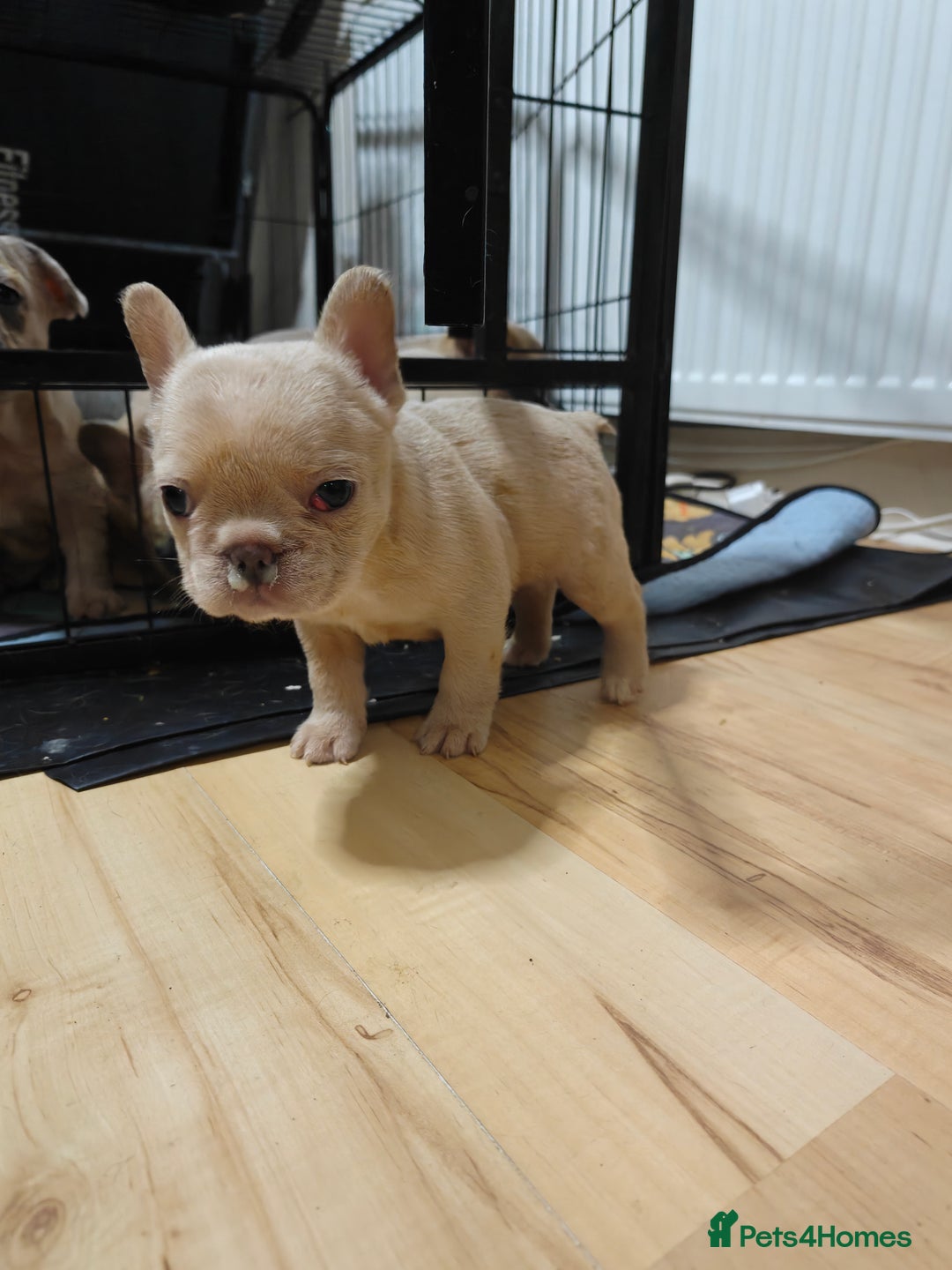 French Bulldog dogs for sale: Unique and Beautiful French bulldogs puppies  - Image 33
