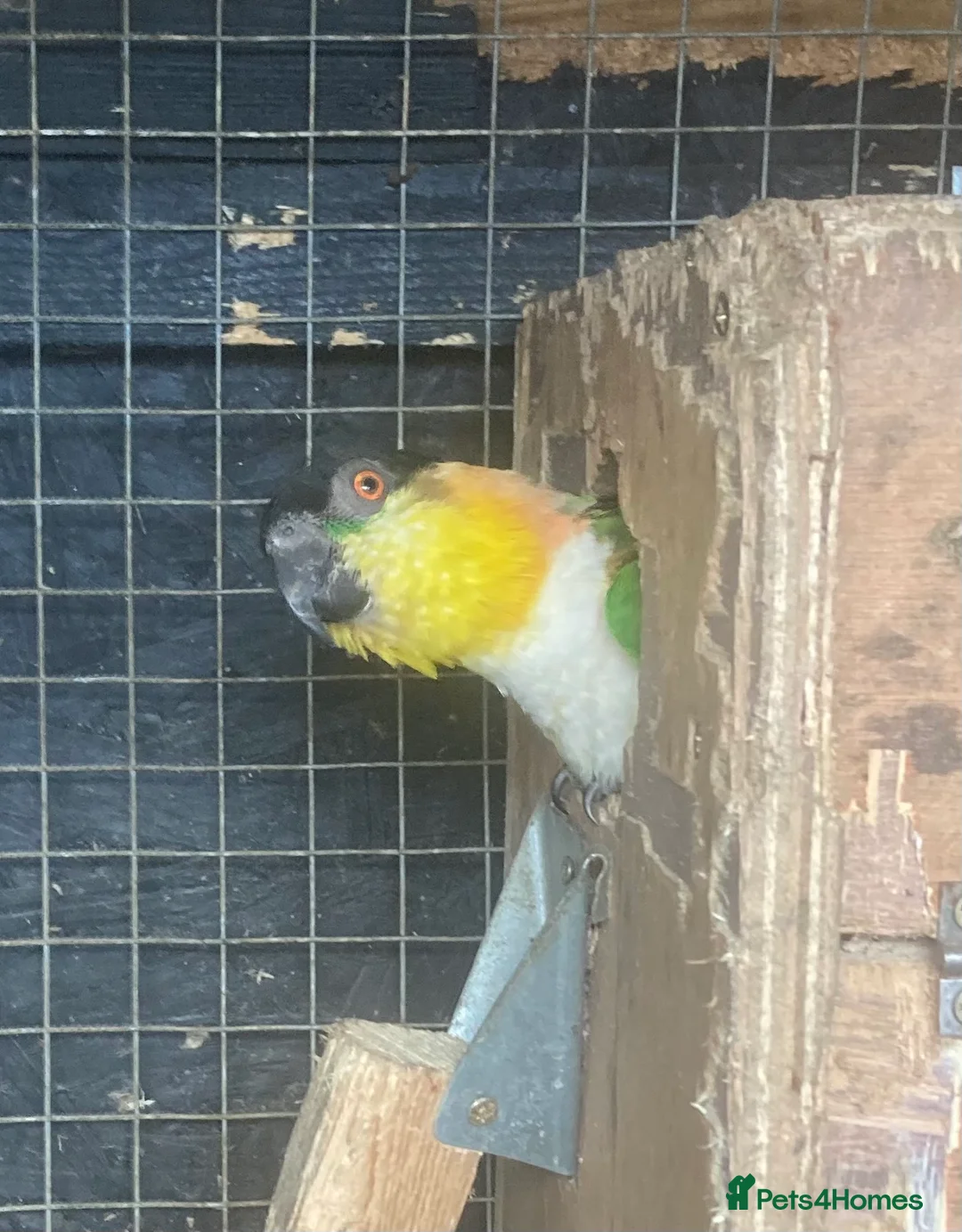 Parrots birds for sale: Black headed caique  - Advert 2