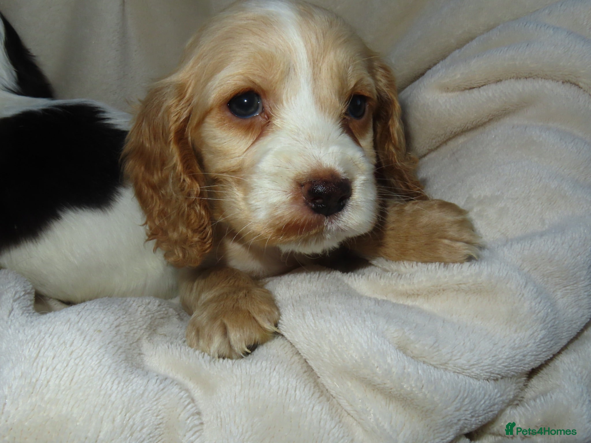 Cocker Spaniel dogs Beautiful Cocker Spaniel Puppies 🐾🐶🏡 - Advert 1