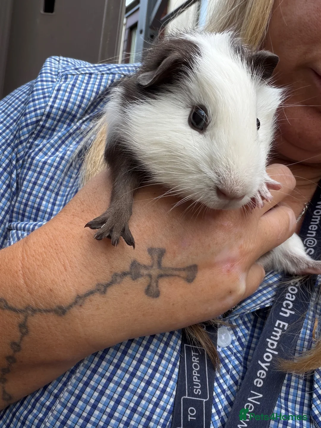 Guinea Pig rodents for sale: Mixed age guinea pigs  - Advert 1