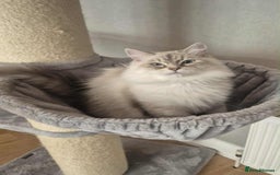 Siberian cats for sale: Pure Neva Masquerade female - Image 7