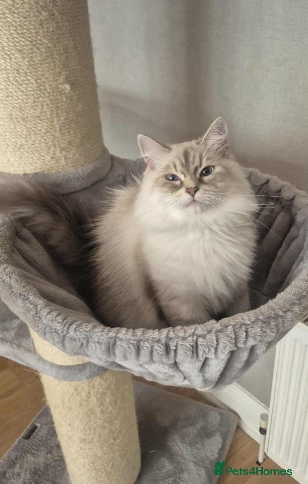 Siberian cats for sale: Pure Neva Masquerade female - Image 7