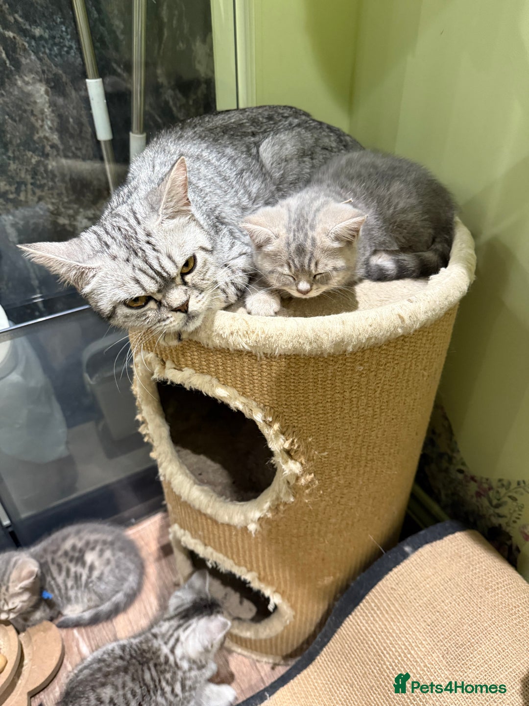 British Shorthair cats for sale: BSH Kitten Bean - Image 1