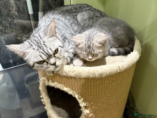 British Shorthair cats - Advert 32