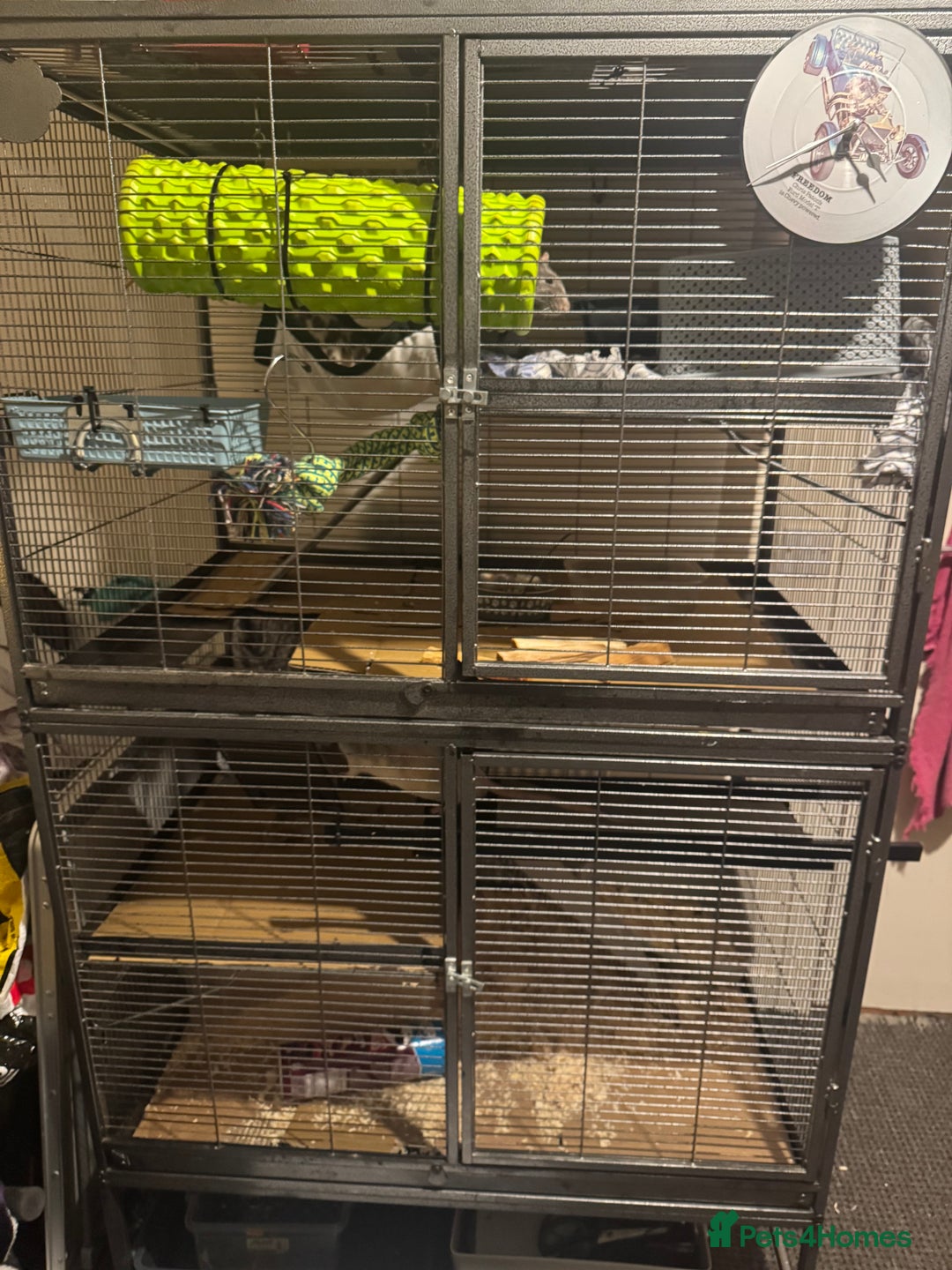 Rat rodents for sale: 3 male rats  - Advert 1