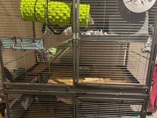 Rat rodents 3 male rats - Advert 1