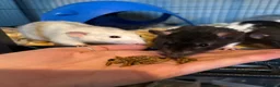 Rat rodents for sale: Four very friendly Rats  in Towcester - Advert 4
