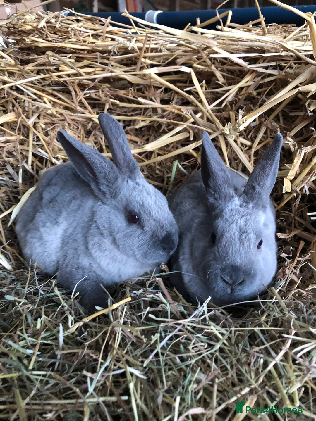 Rex rabbits for sale: Beautiful purebred velvet mini Rex rabbits 🐰🌿 - Advert 16
