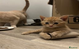 British Shorthair cats for sale: British Shorthair X kittens - Image 3