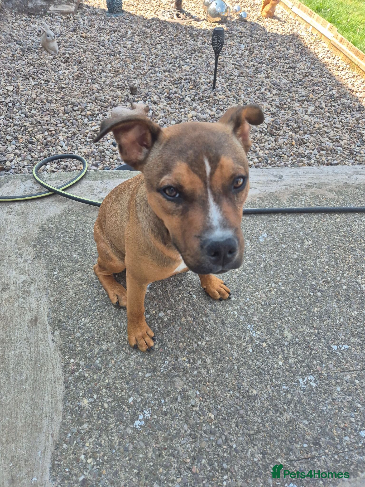 Mixed Breed dogs Staffordshire bull terrier x persia canaria  - Advert 1