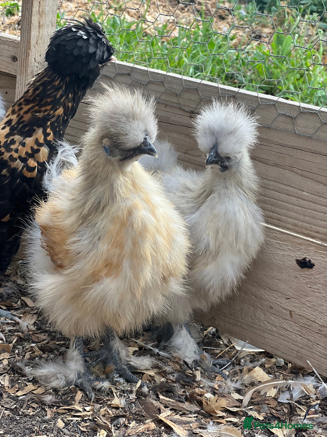 Chickens poultry for sale: Silkie pullets for sale - Image 2